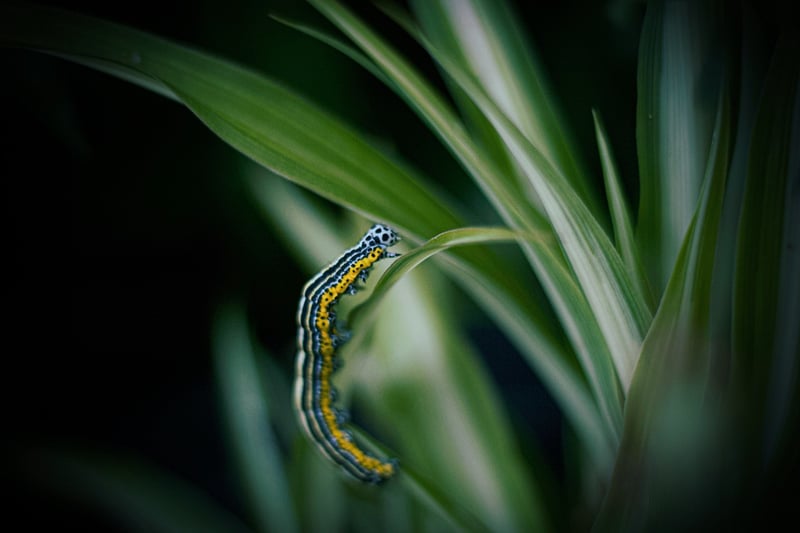 Egg Carton Caterpillars